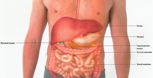 Органы в животе у человека